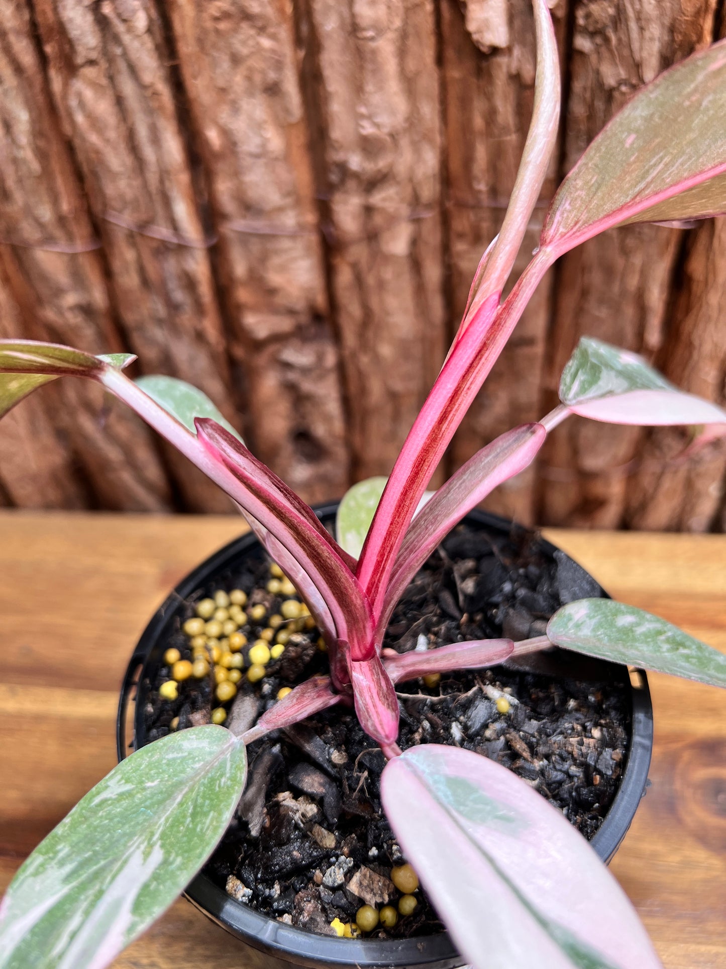 Philodendron Pink Princess Galaxy E65