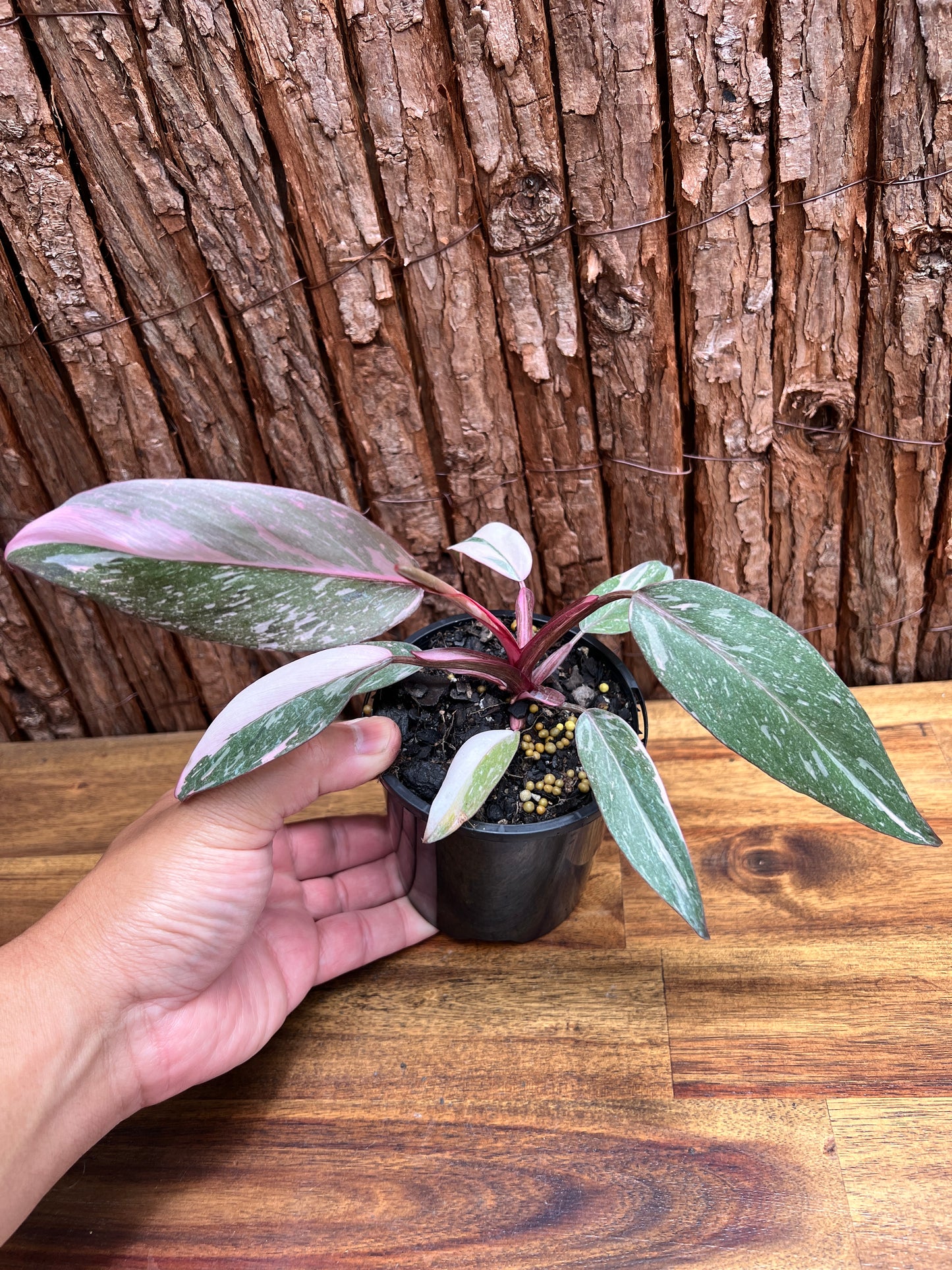 Philodendron Pink Princess Galaxy E65