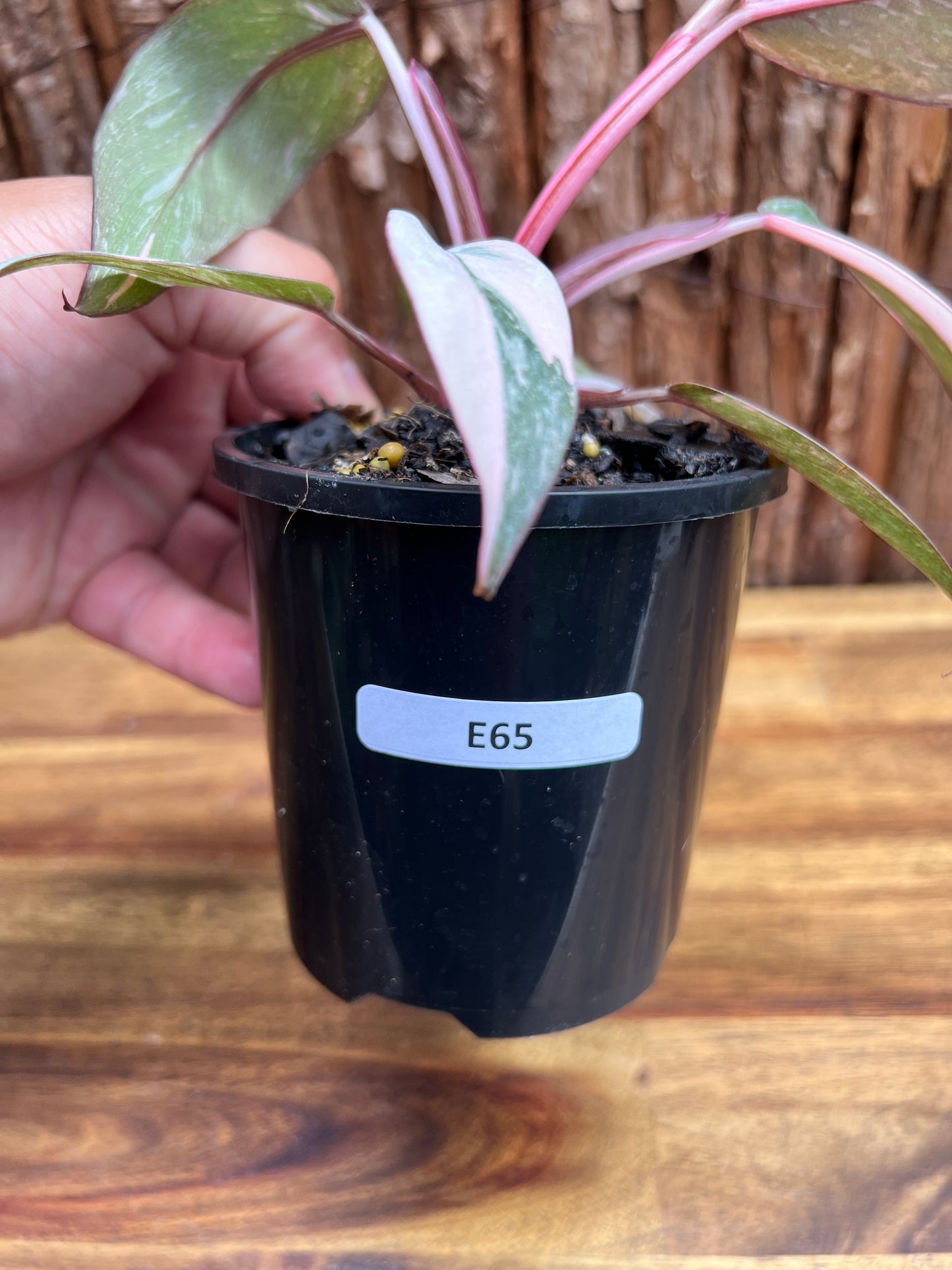 Philodendron Pink Princess Galaxy E65