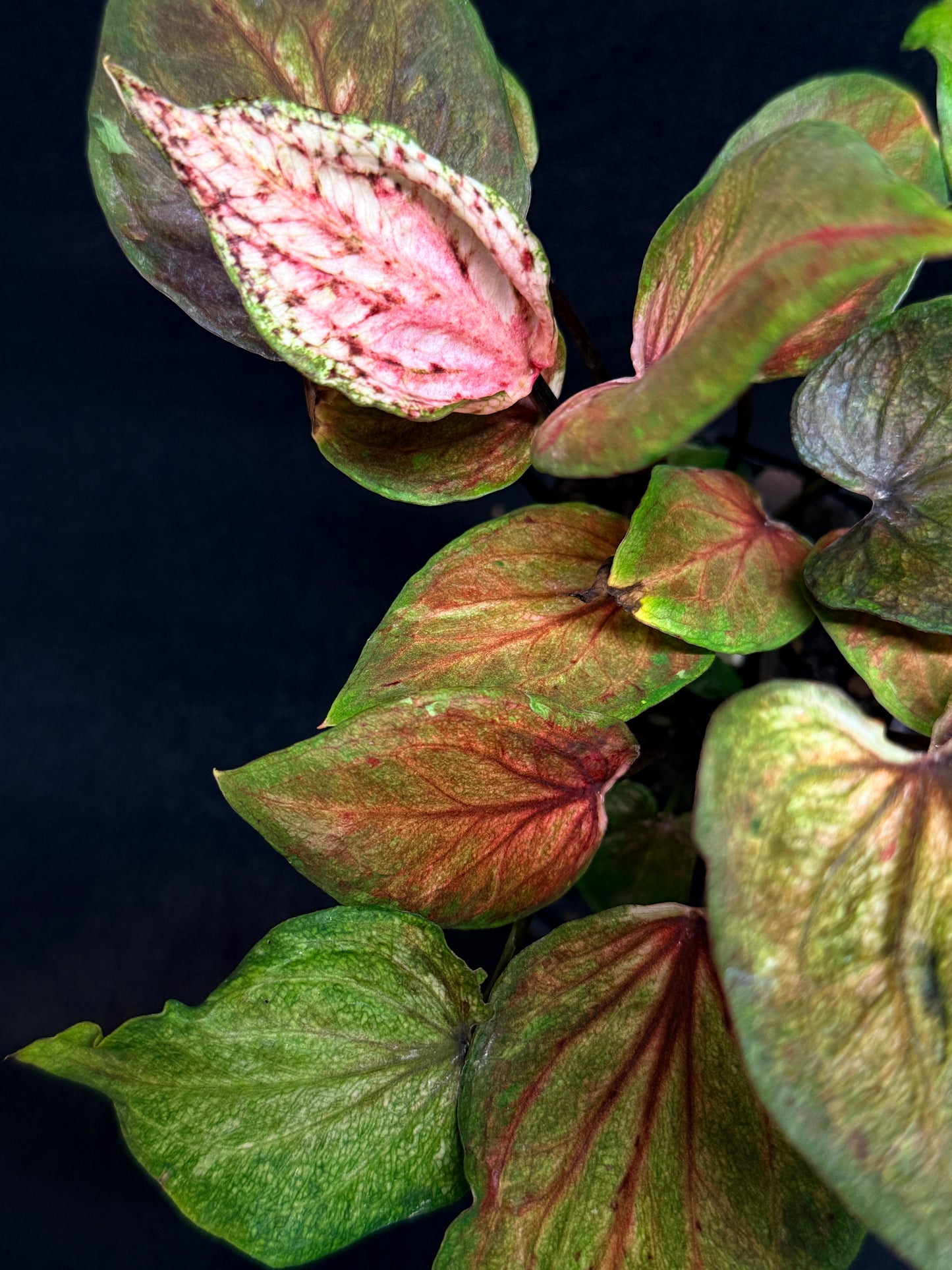 Caladium Hybrid G72