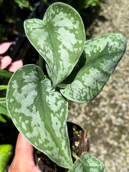Best Plant in Stock - Scindapsus 'Exotica'