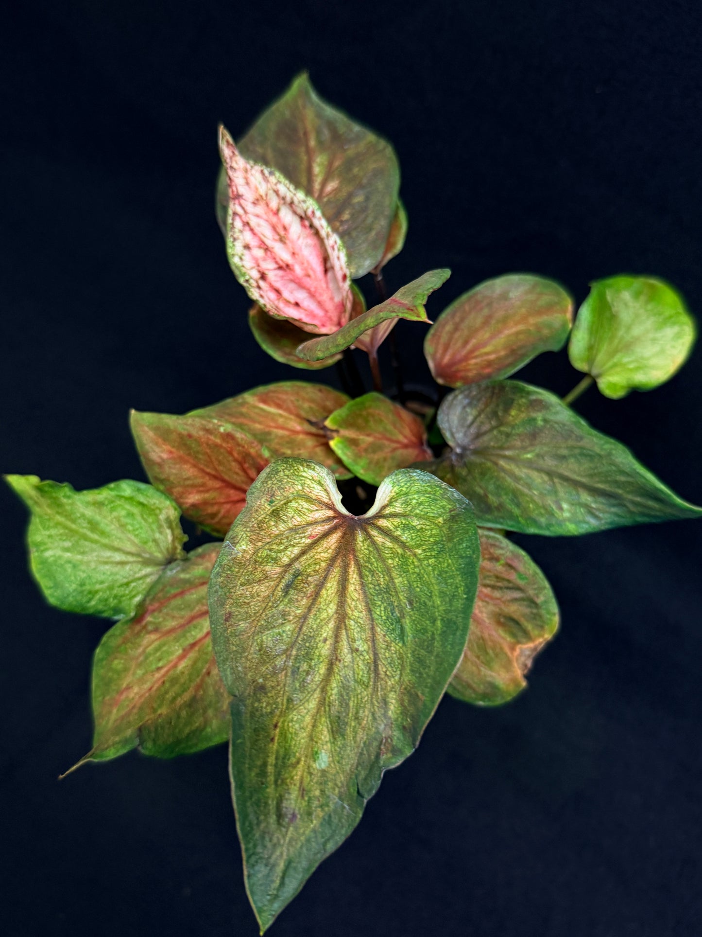 Caladium Hybrid G72