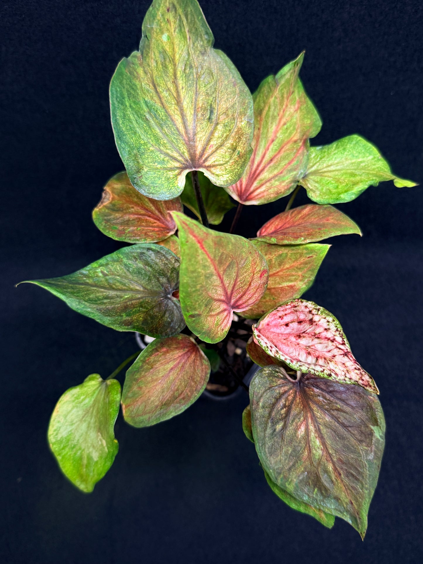Caladium Hybrid G72