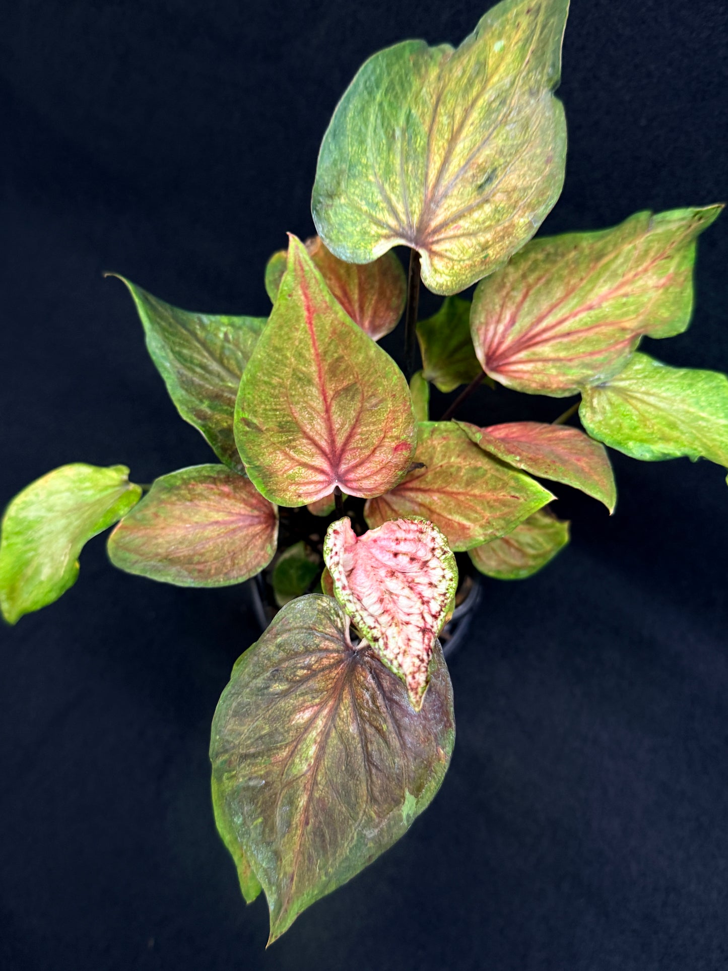 Caladium Hybrid G72