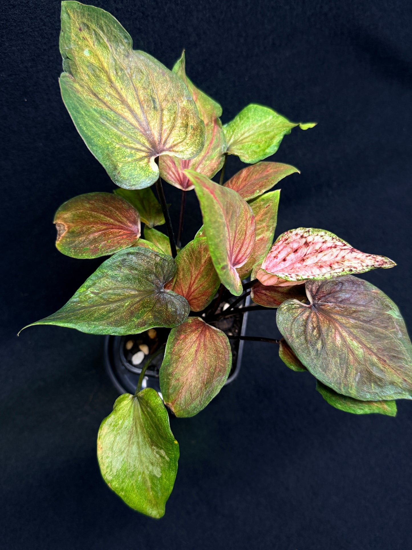 Caladium Hybrid G72