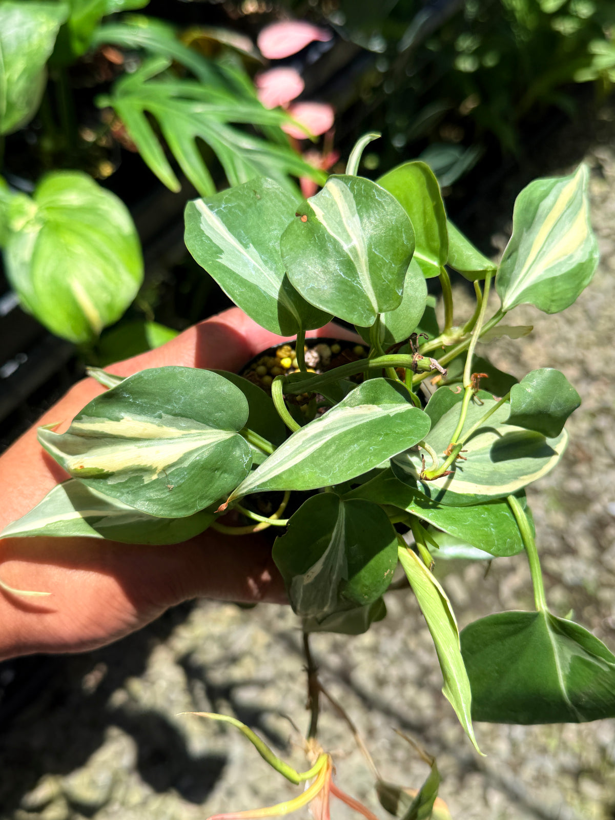 Philodendron 'Rio' L1