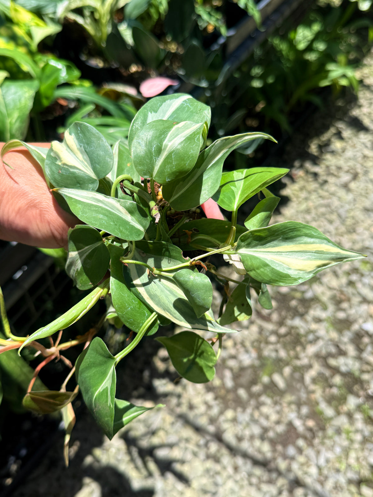 Philodendron 'Rio' L1