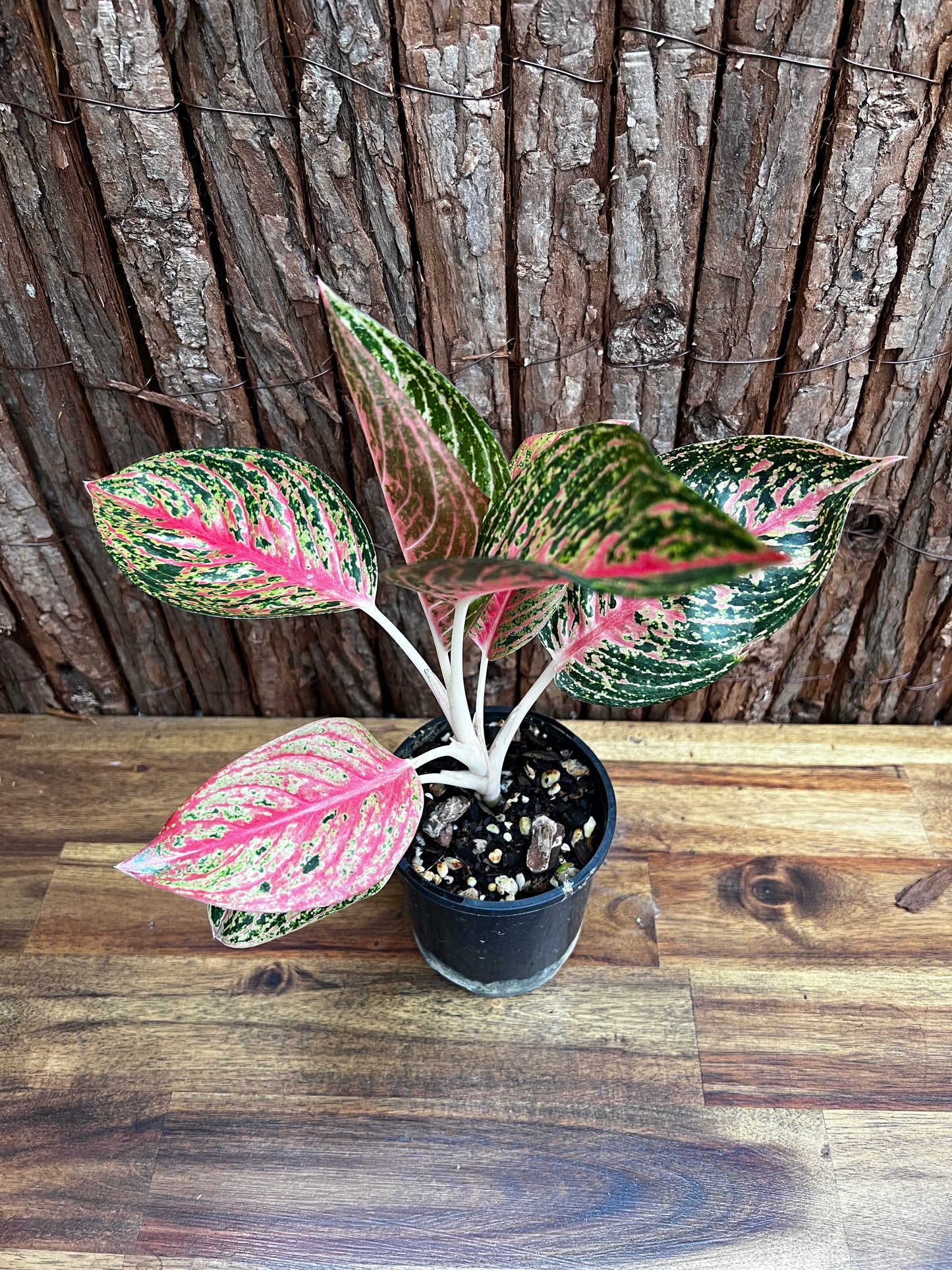 Aglaonema Legacy B4