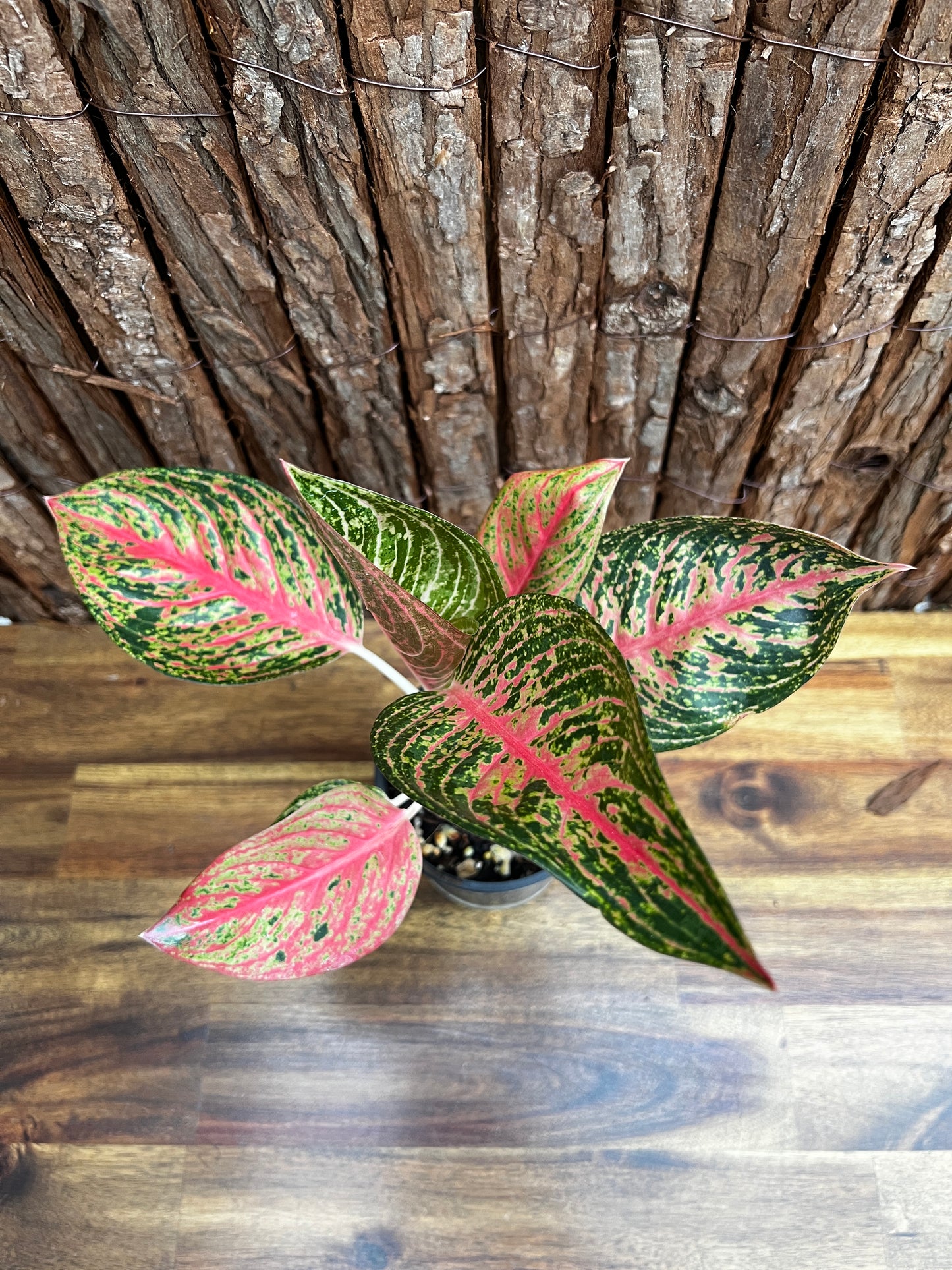 Aglaonema Legacy B4