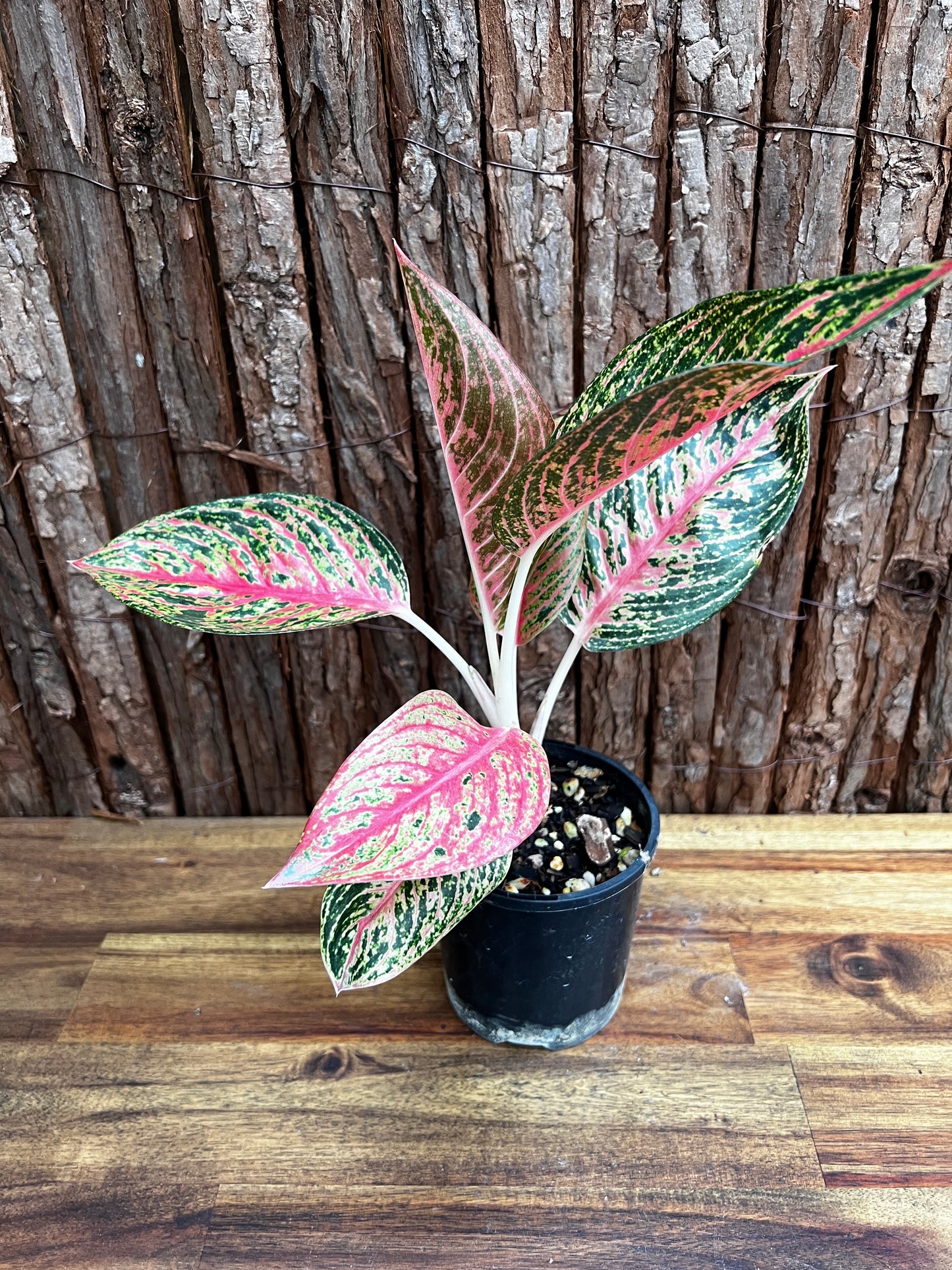 Aglaonema Legacy B4