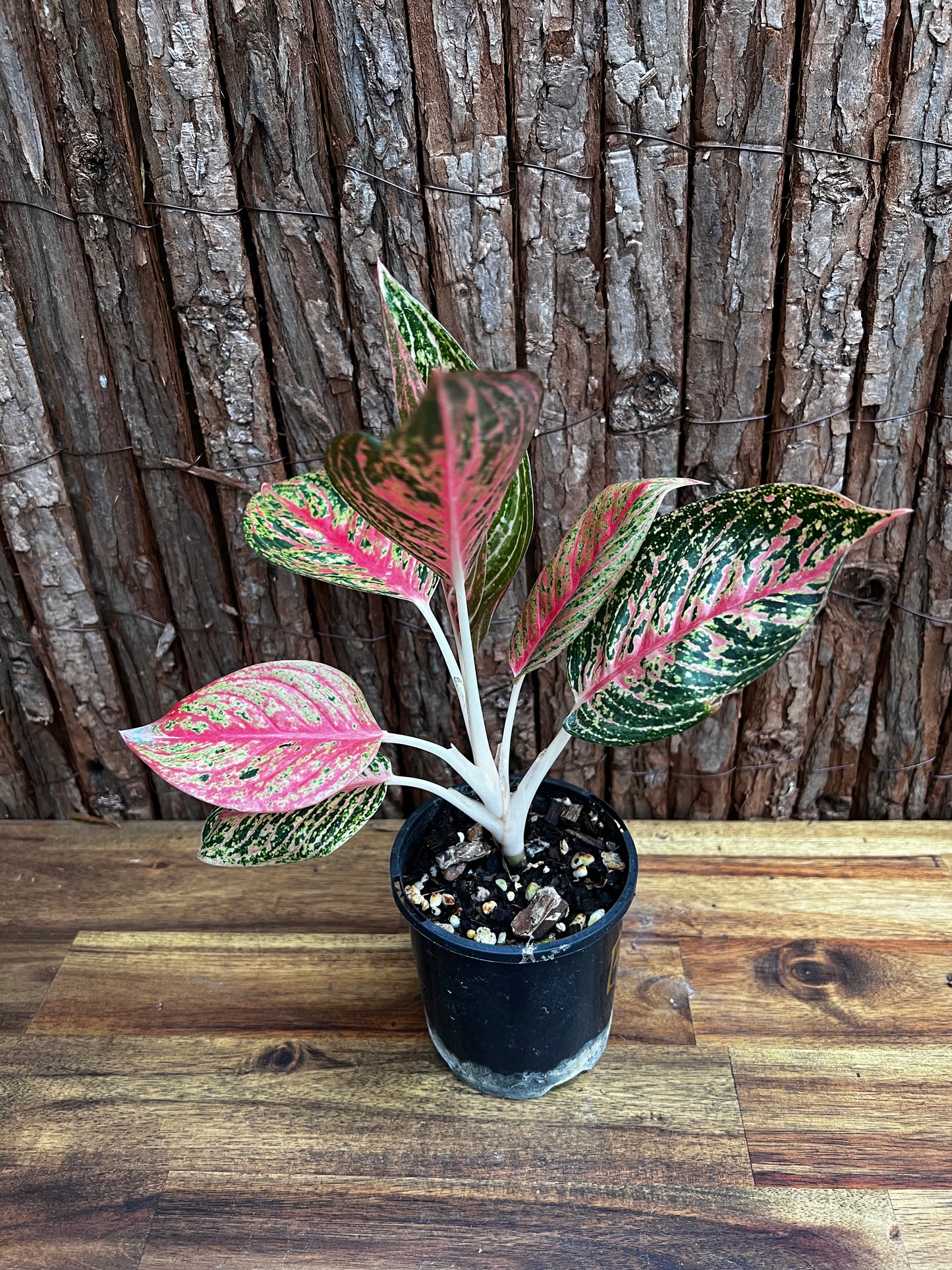 Aglaonema Legacy B4