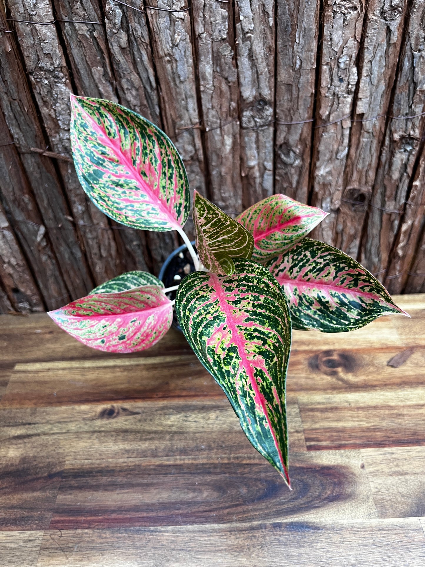 Aglaonema Legacy B4