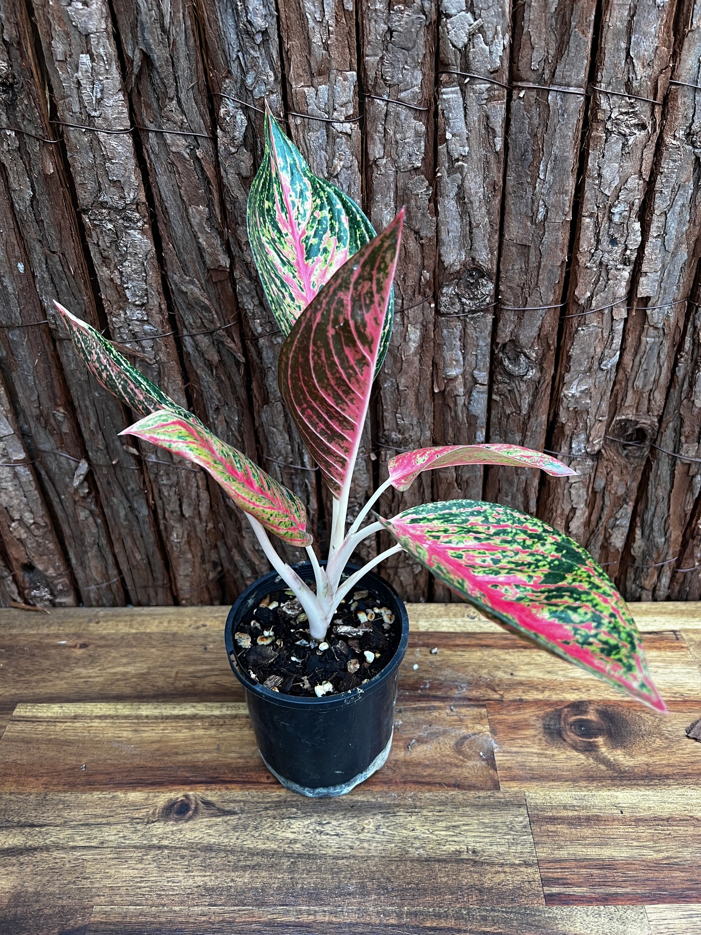 Aglaonema Legacy B4