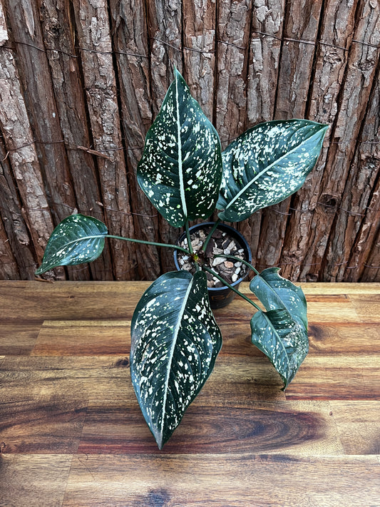 Aglaonema Galaxy Series B6