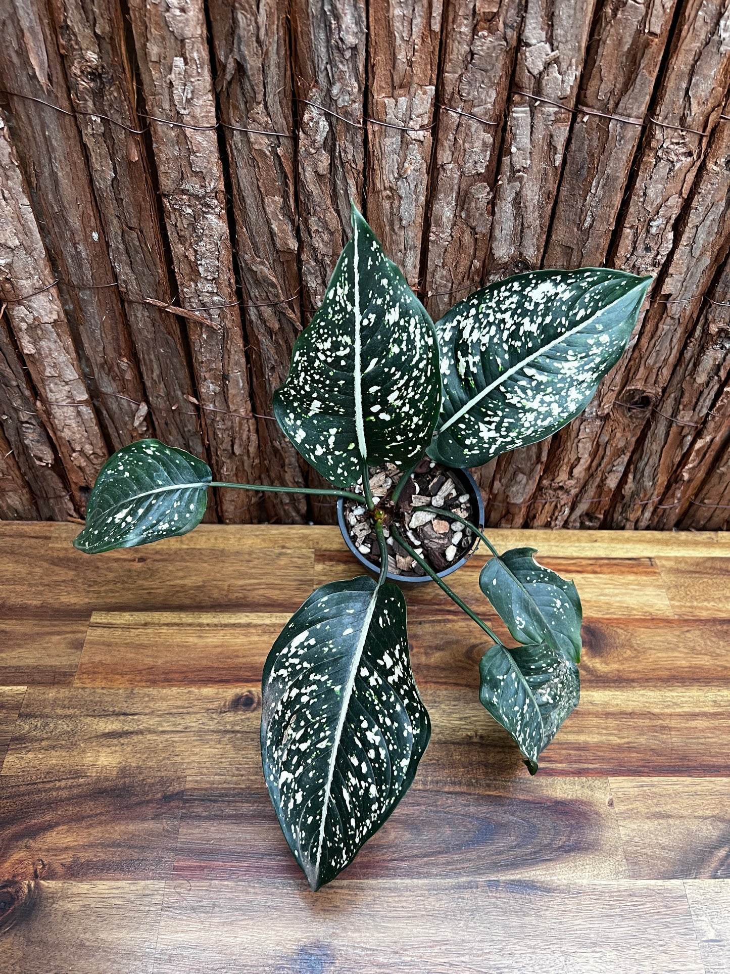 Aglaonema Galaxy Series B6