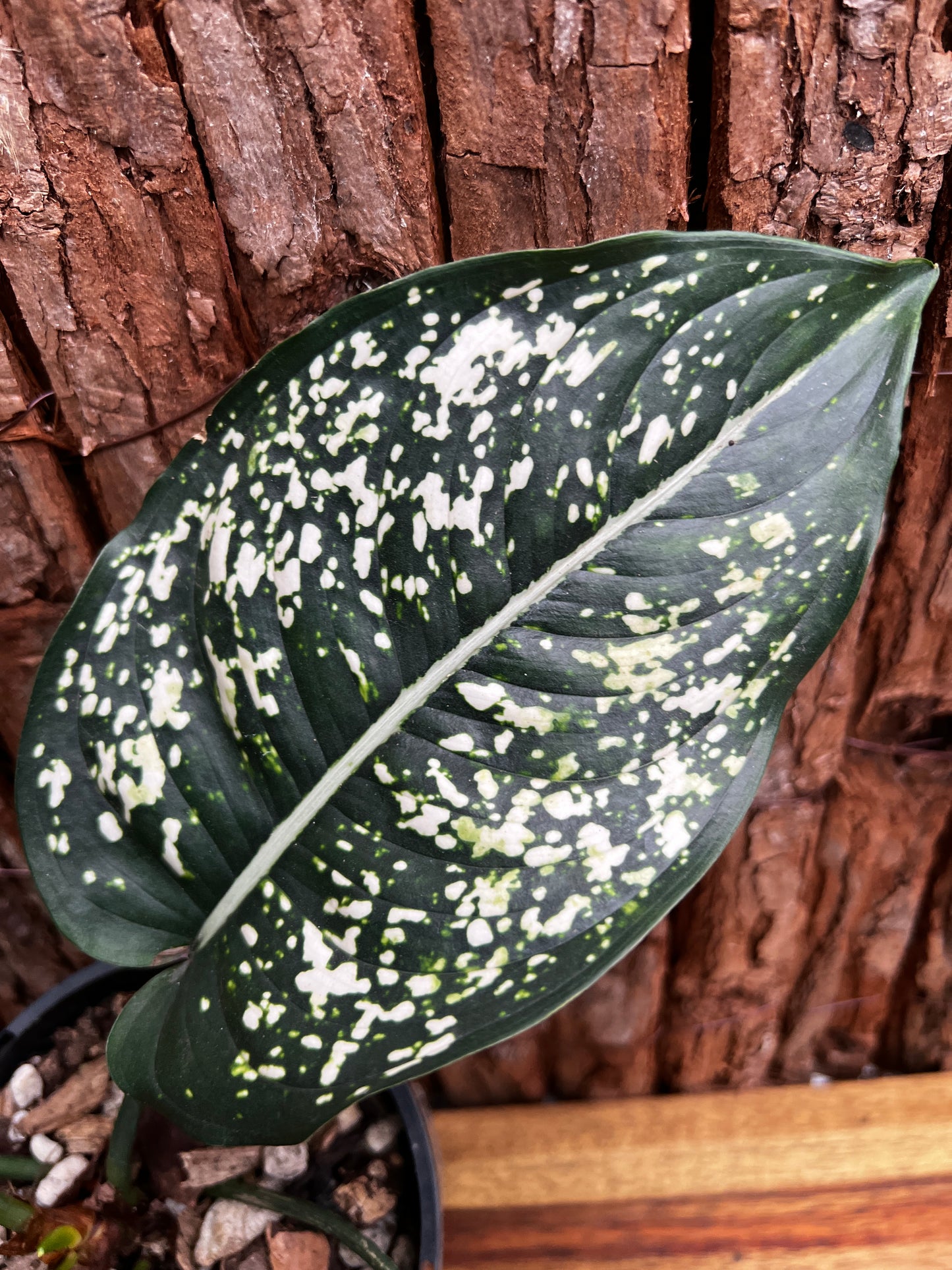 Aglaonema Galaxy Series B6