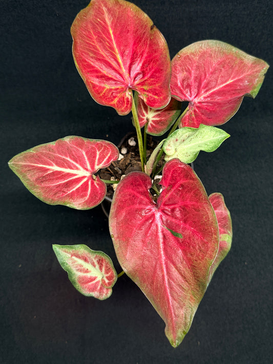 Caladium Rich of Thai H2