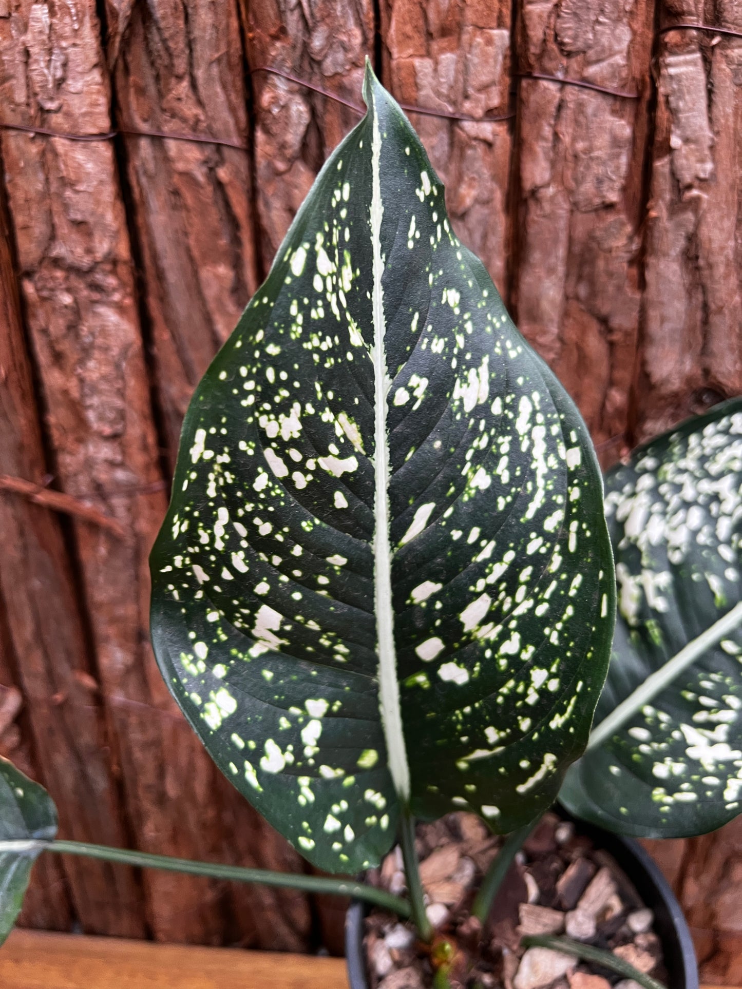 Aglaonema Galaxy Series B6