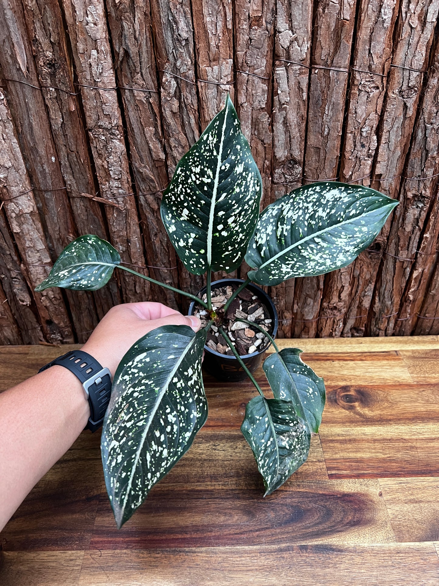 Aglaonema Galaxy Series B6