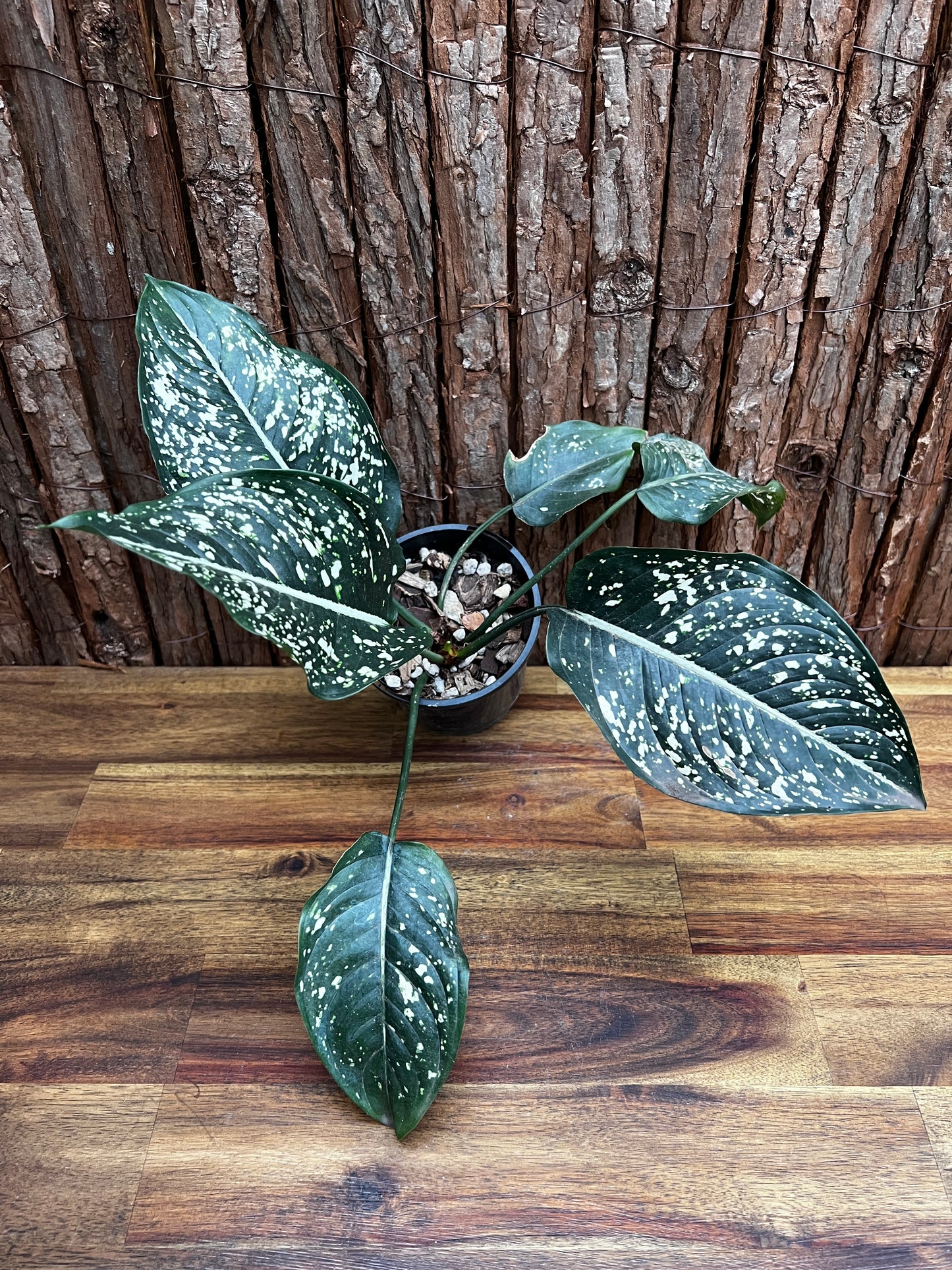 Aglaonema Galaxy Series B6