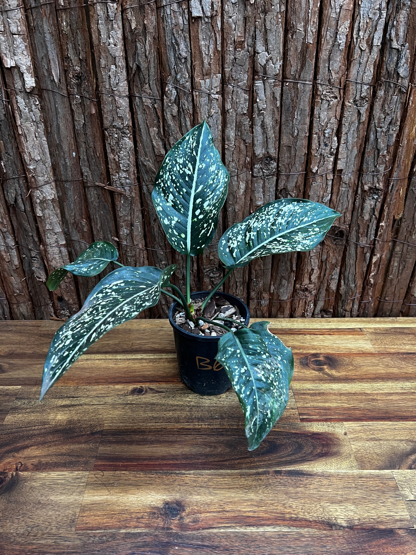 Aglaonema Galaxy Series B6