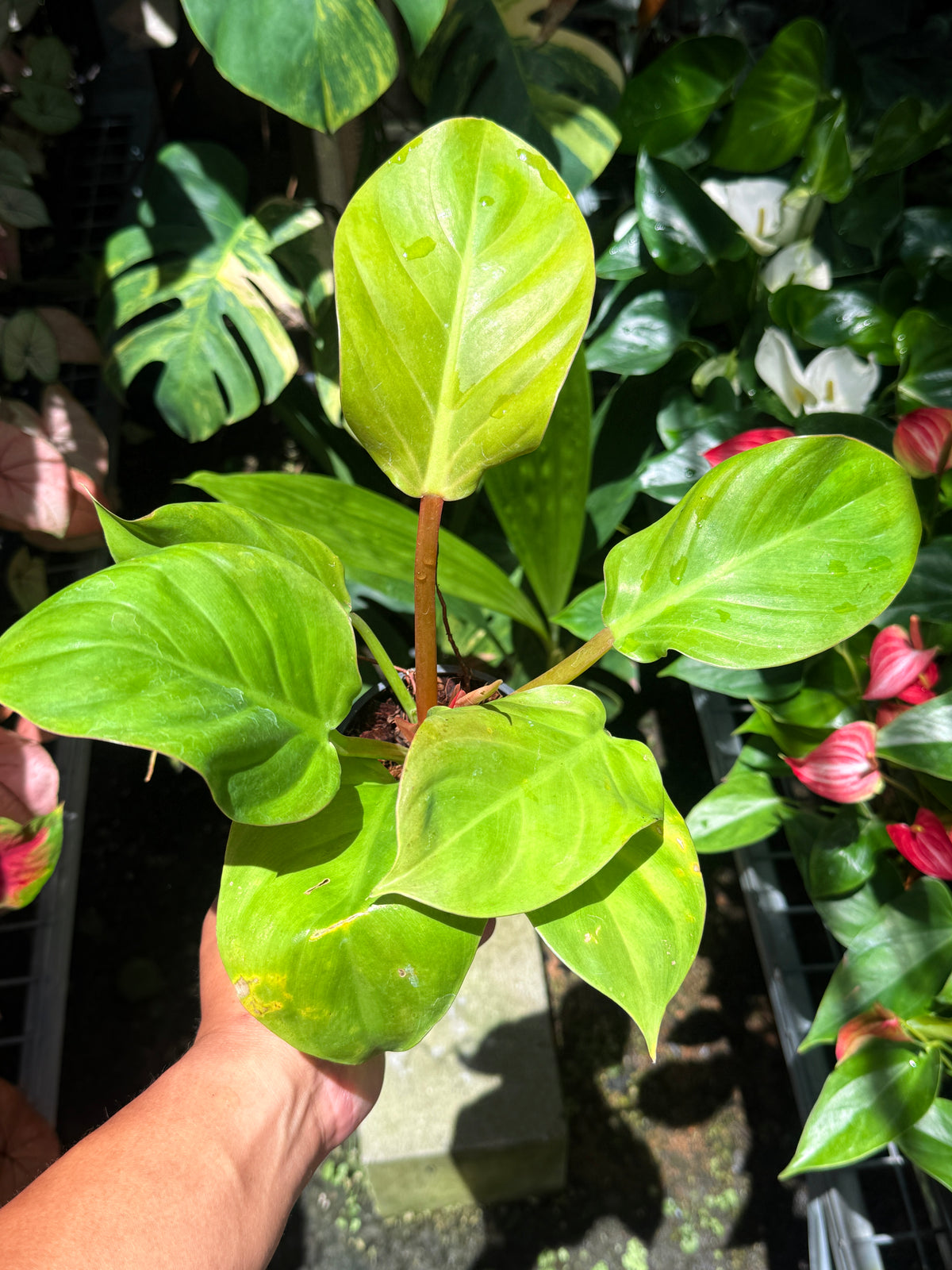 Philodendron 'Melinonii Gold' T24