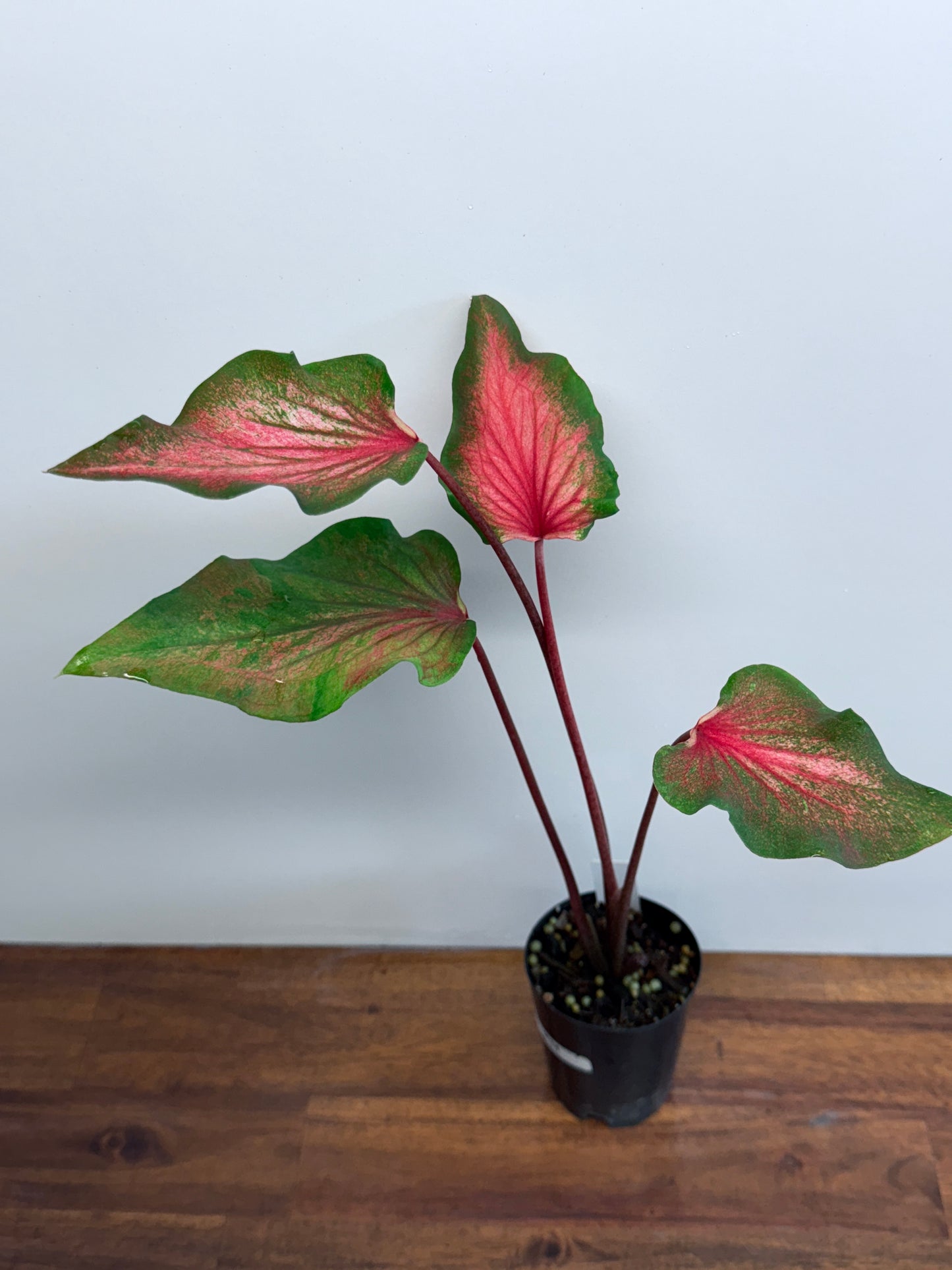 Caladium Flamingo K34