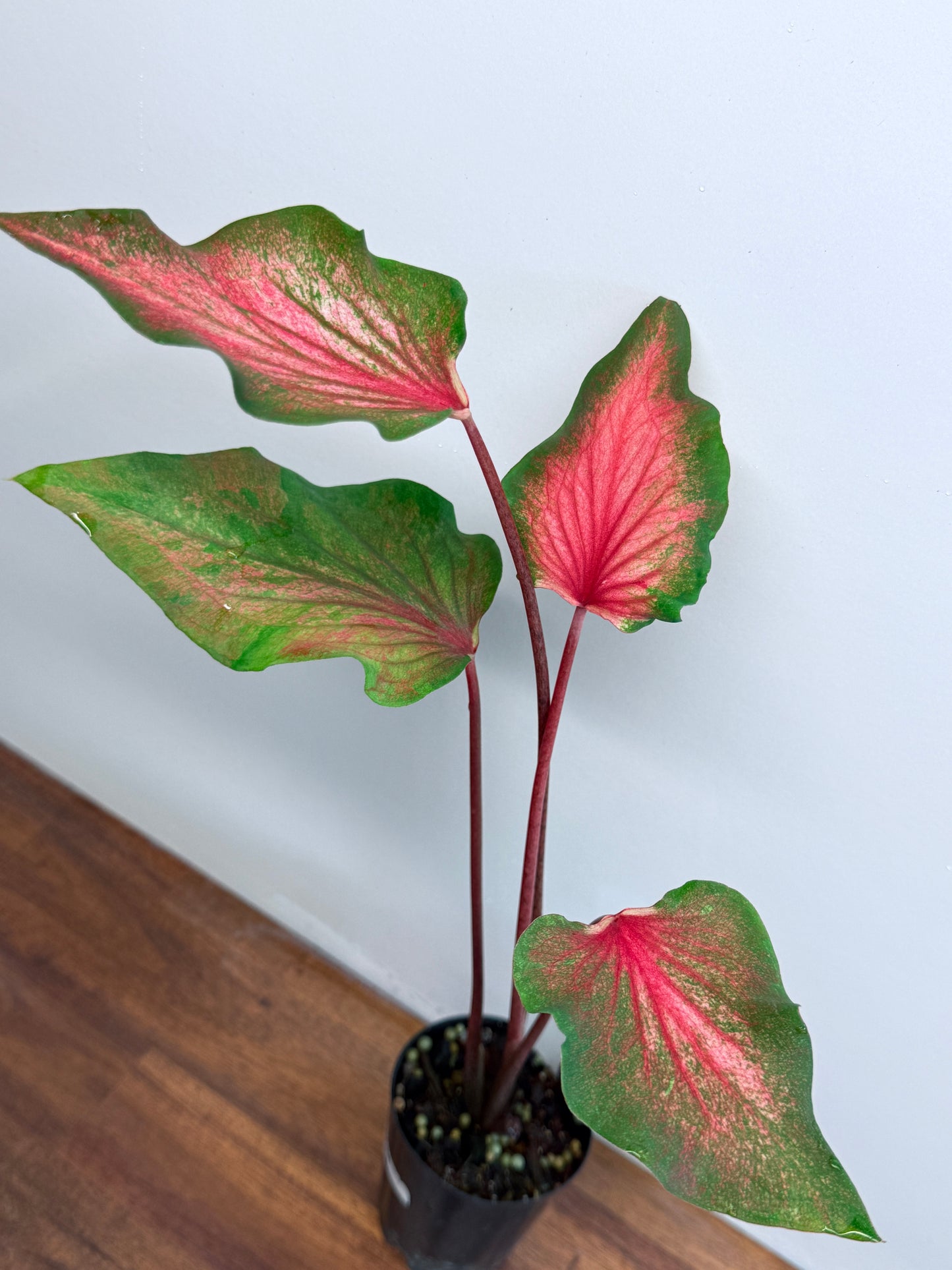 Caladium Flamingo K34