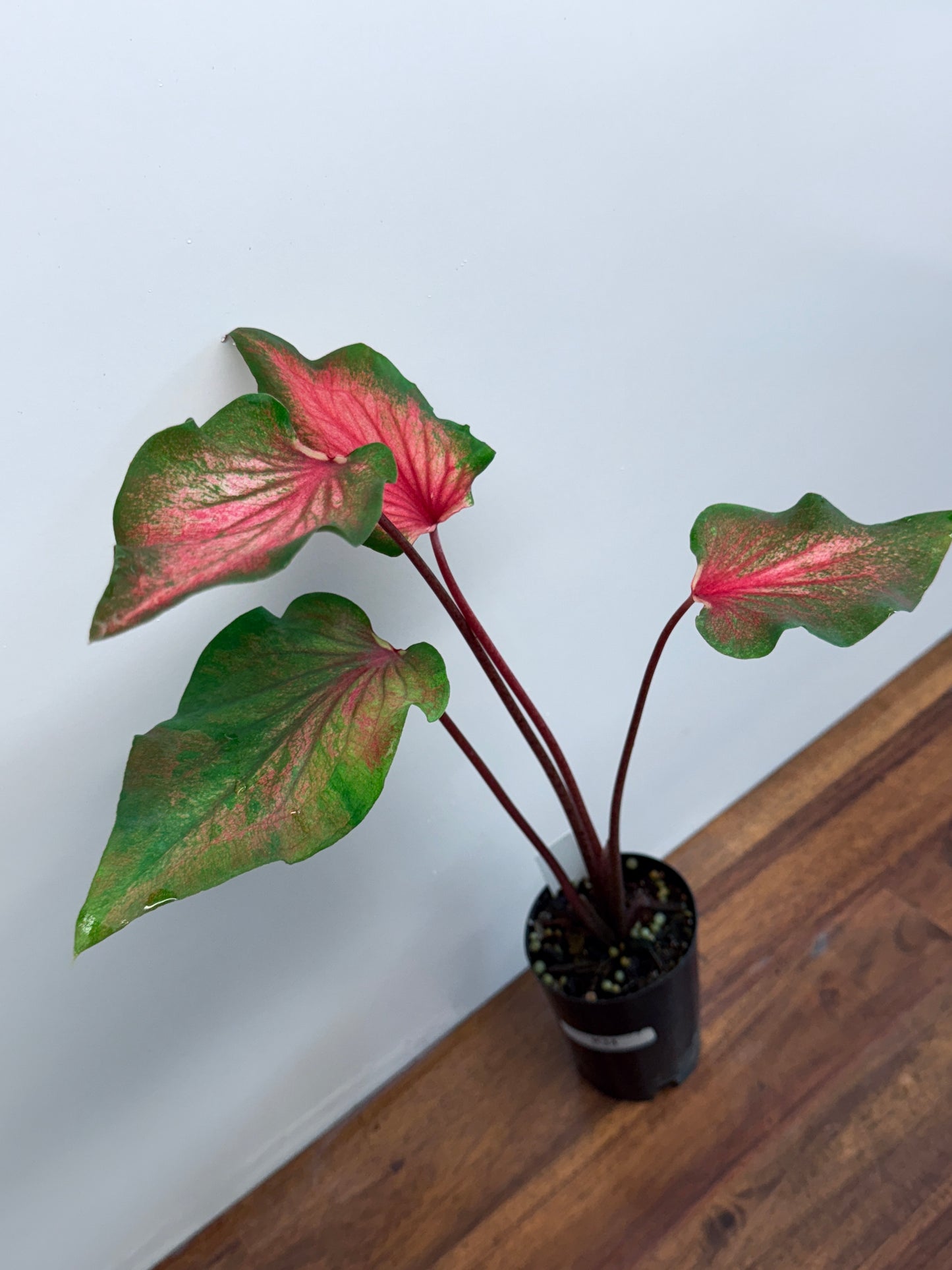 Caladium Flamingo K34