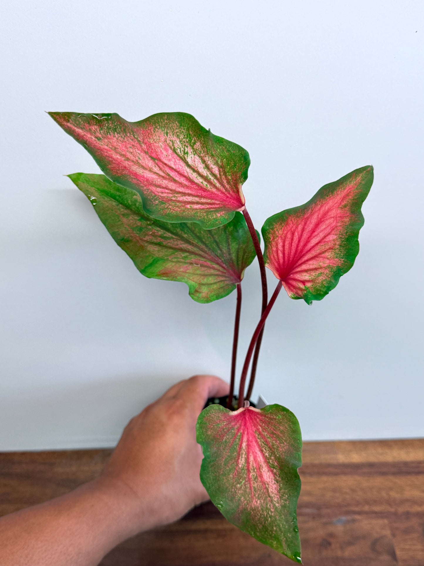 Caladium Flamingo K34