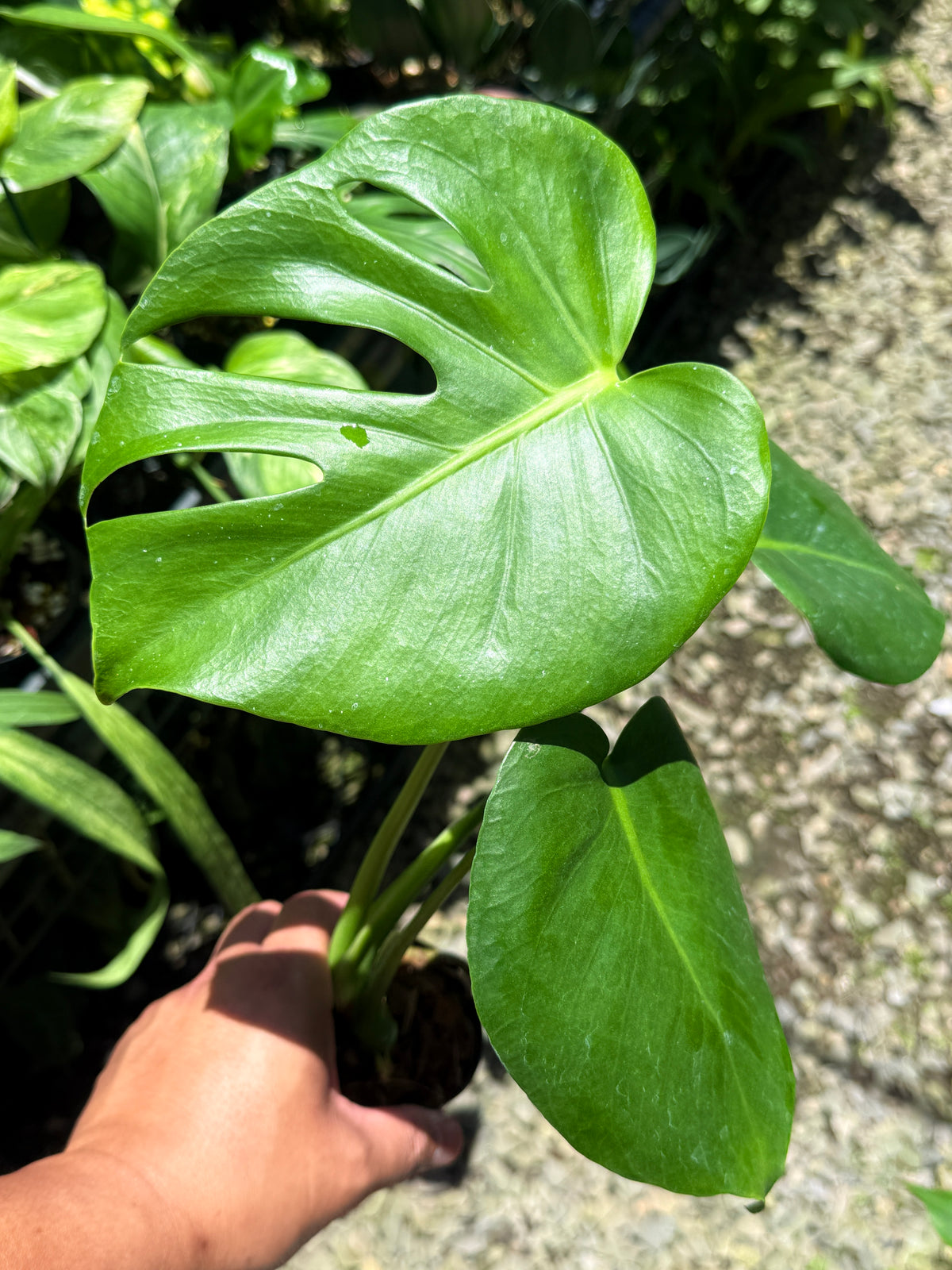 Monstera deliciosa Q23
