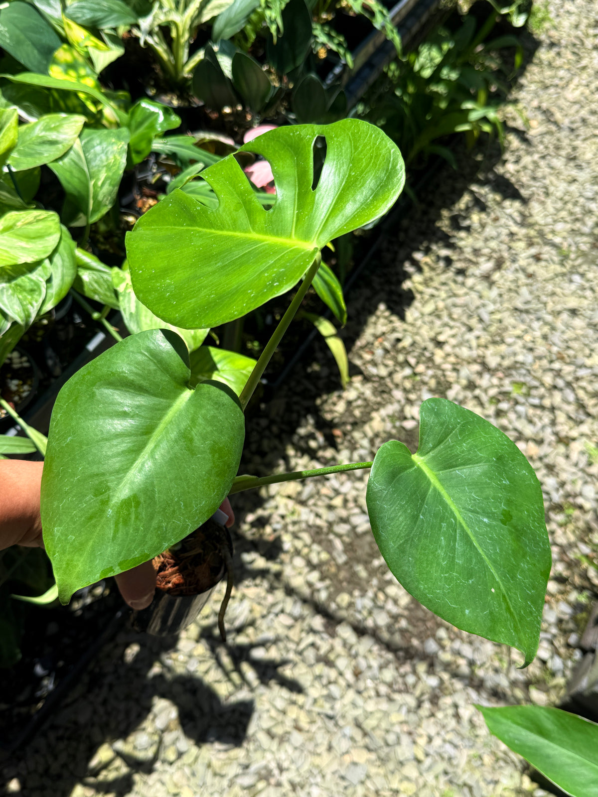 Monstera deliciosa Q23