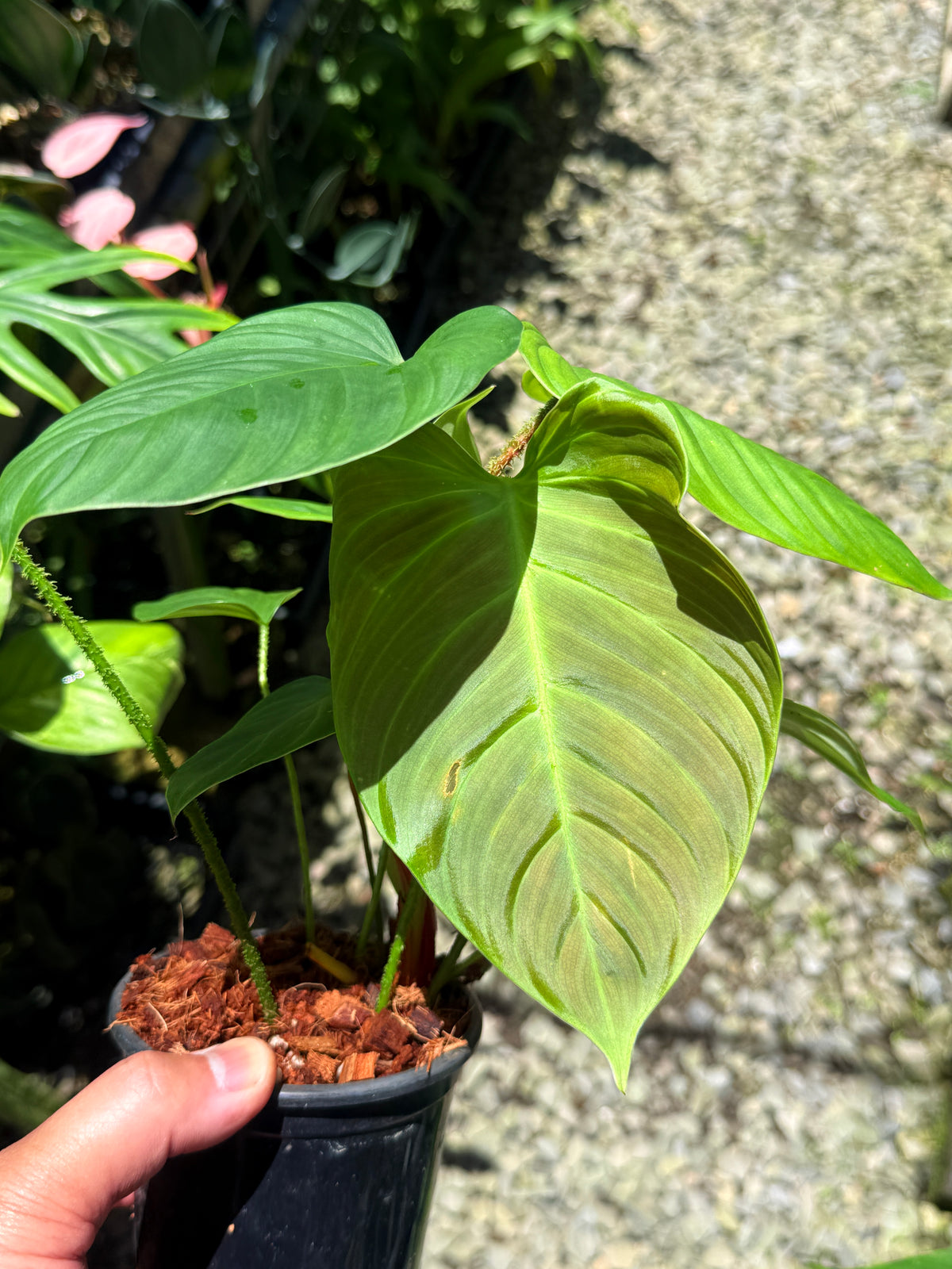 Philodendron 'Fuzzy Petiole' T18