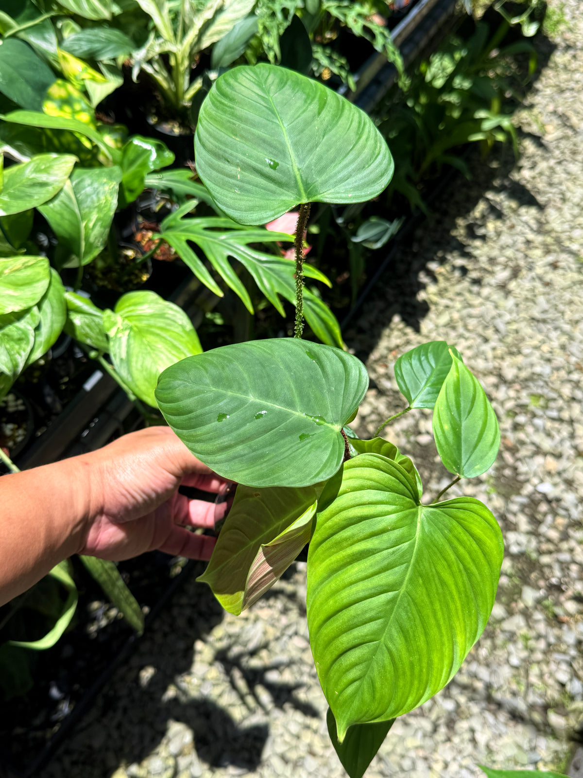 Philodendron 'Fuzzy Petiole' T18