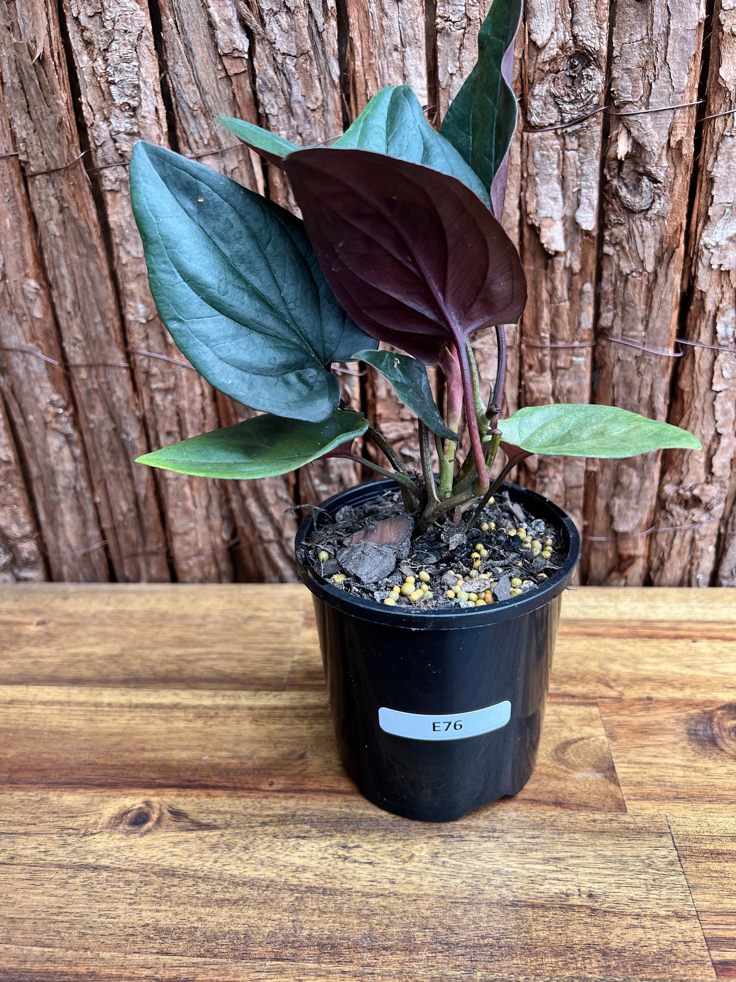 Syngonium Red Arrow E76