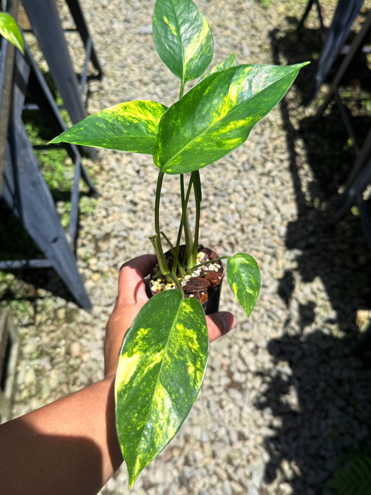 Epipremnum pinnatum 'Yellow Flame' T17