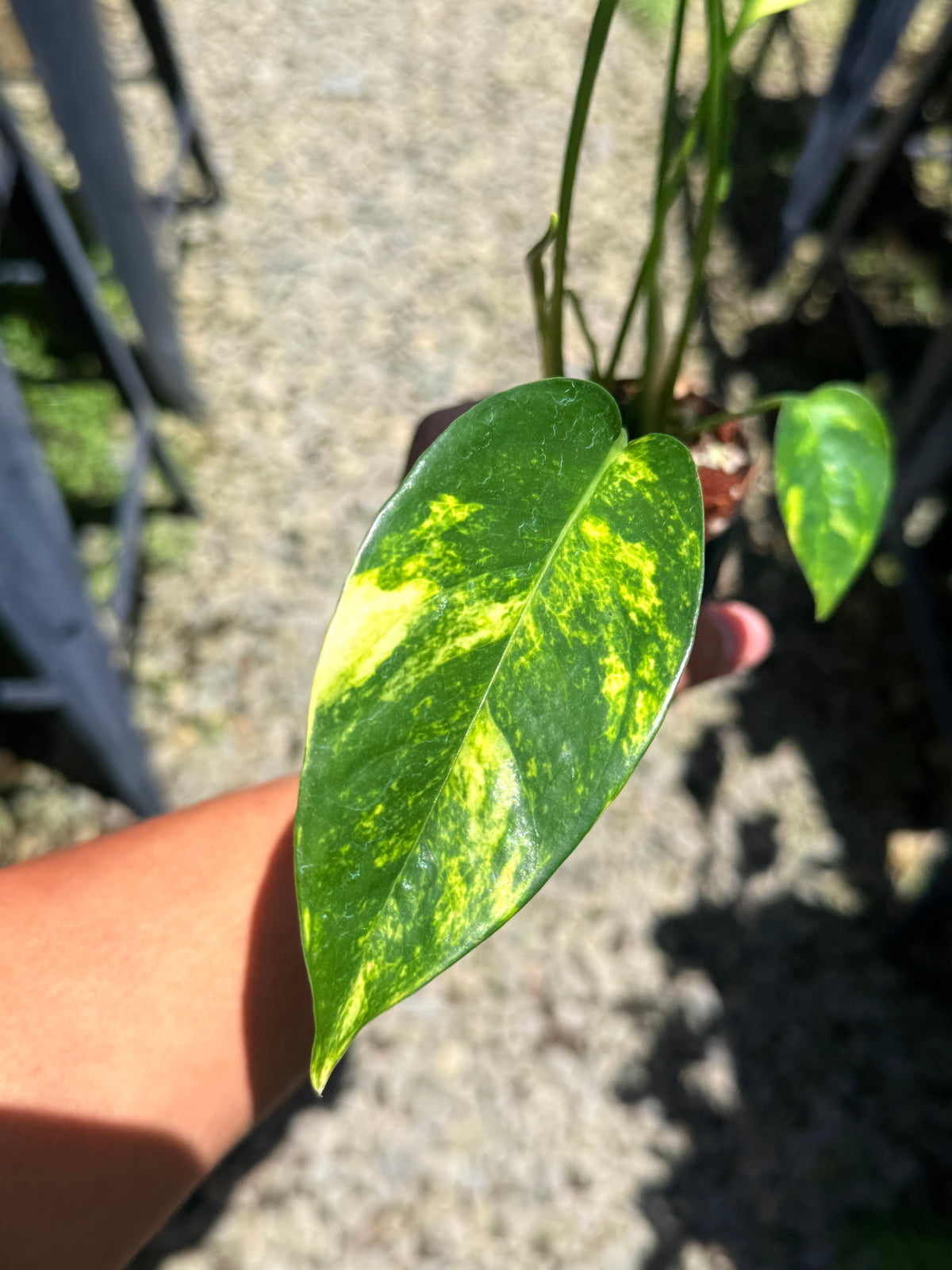 Epipremnum pinnatum 'Yellow Flame' T17