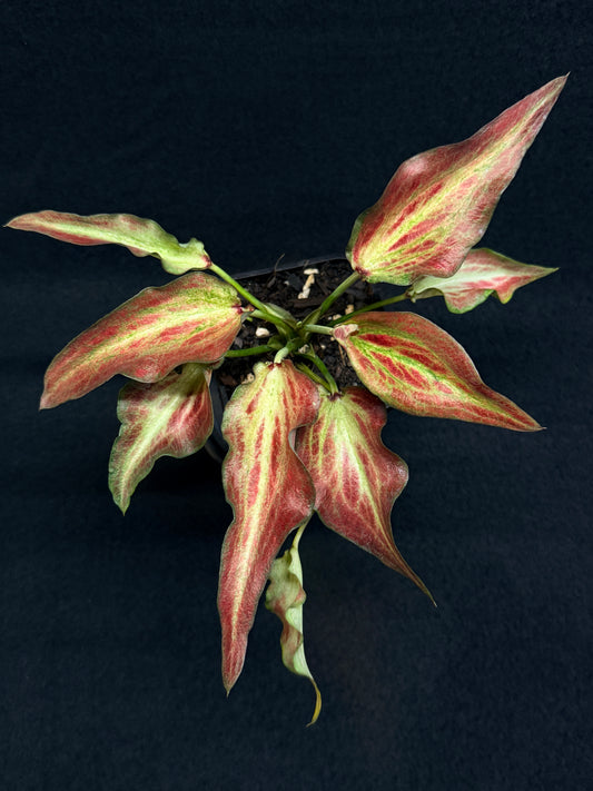 Caladium Hyrid H13