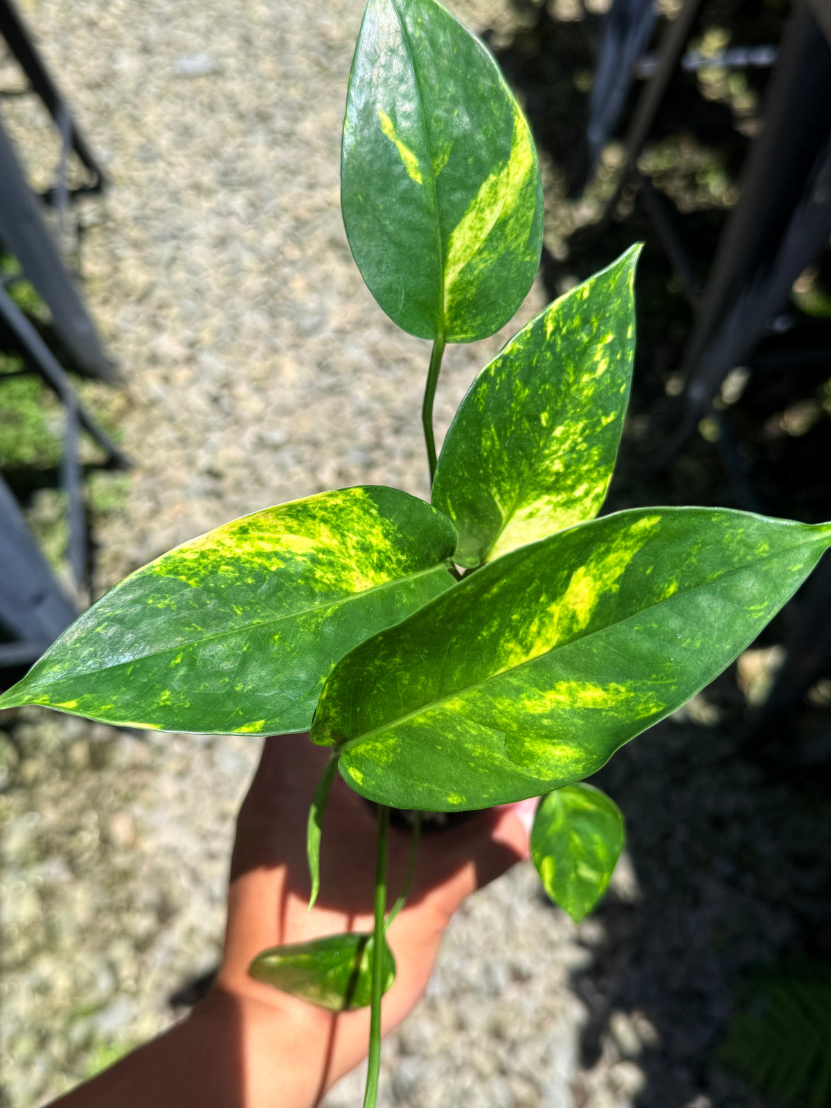 Epipremnum pinnatum 'Yellow Flame' T17