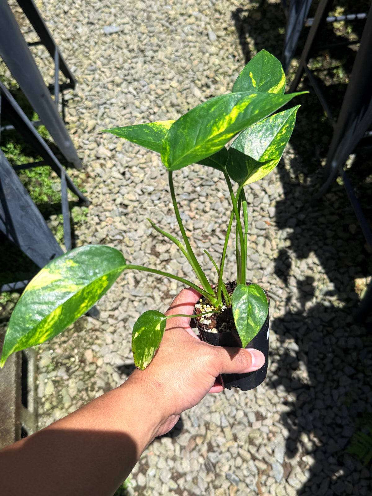 Epipremnum pinnatum 'Yellow Flame' T17