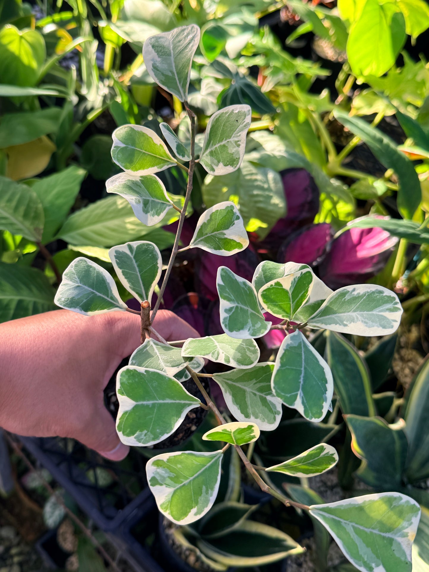 Ficus Triangularis Variegata 'Sweetheart Fig' P40