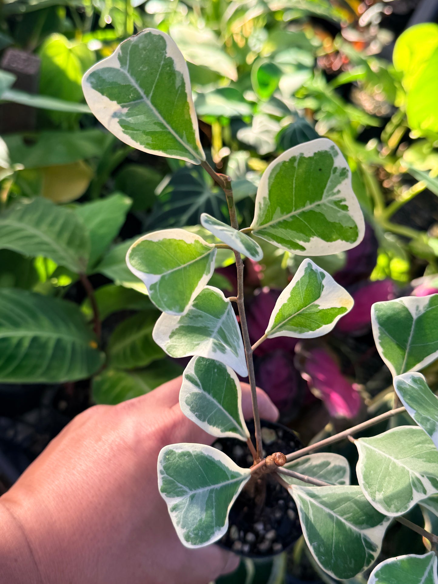 Ficus Triangularis Variegata 'Sweetheart Fig' P40