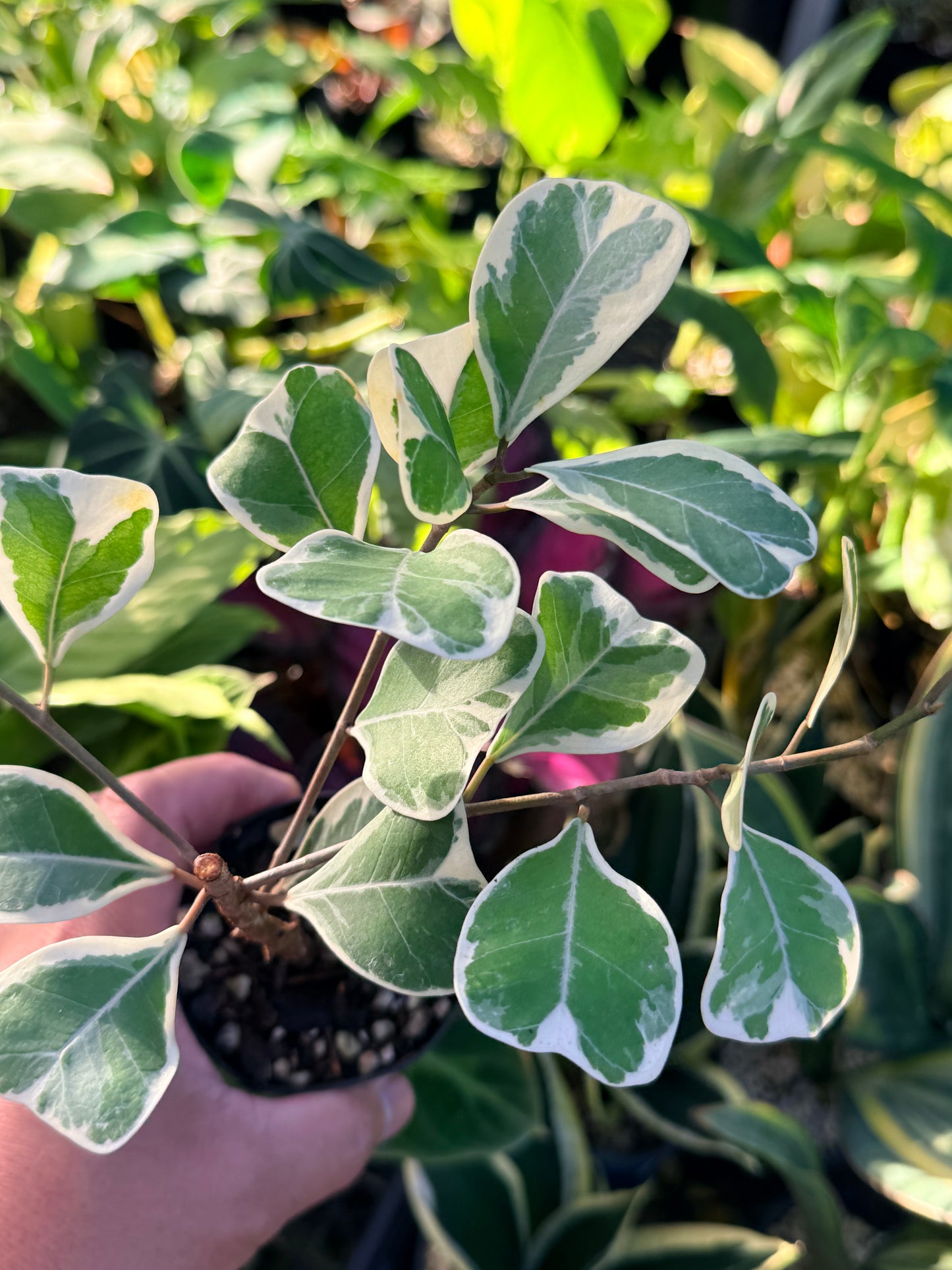 Ficus Triangularis Variegata 'Sweetheart Fig' P40