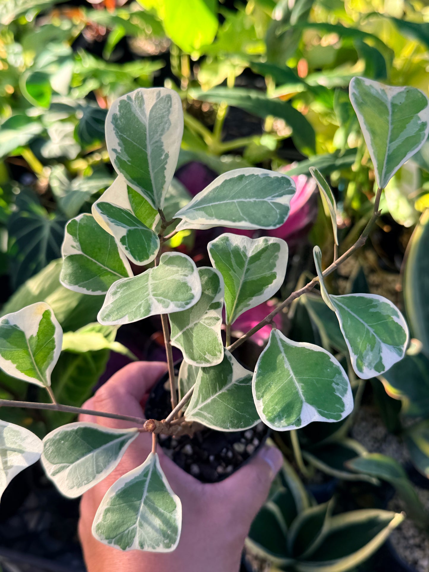 Ficus Triangularis Variegata 'Sweetheart Fig' P40