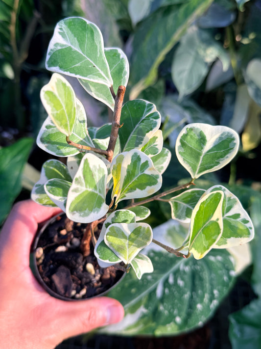 Ficus Triangularis Variegata 'Sweetheart Fig' M59