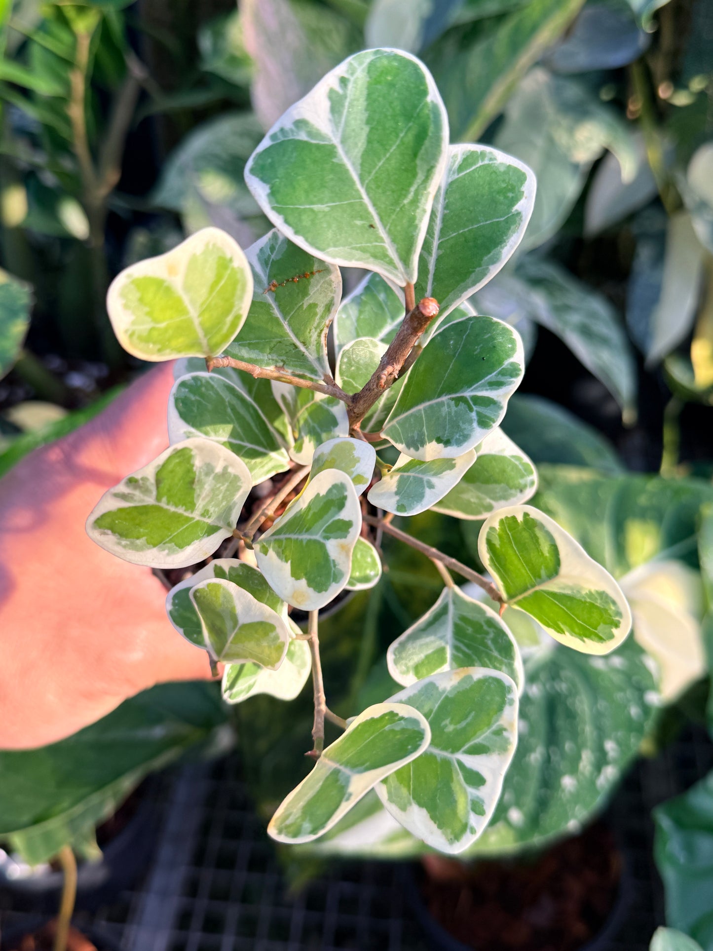 Ficus Triangularis Variegata 'Sweetheart Fig' M59