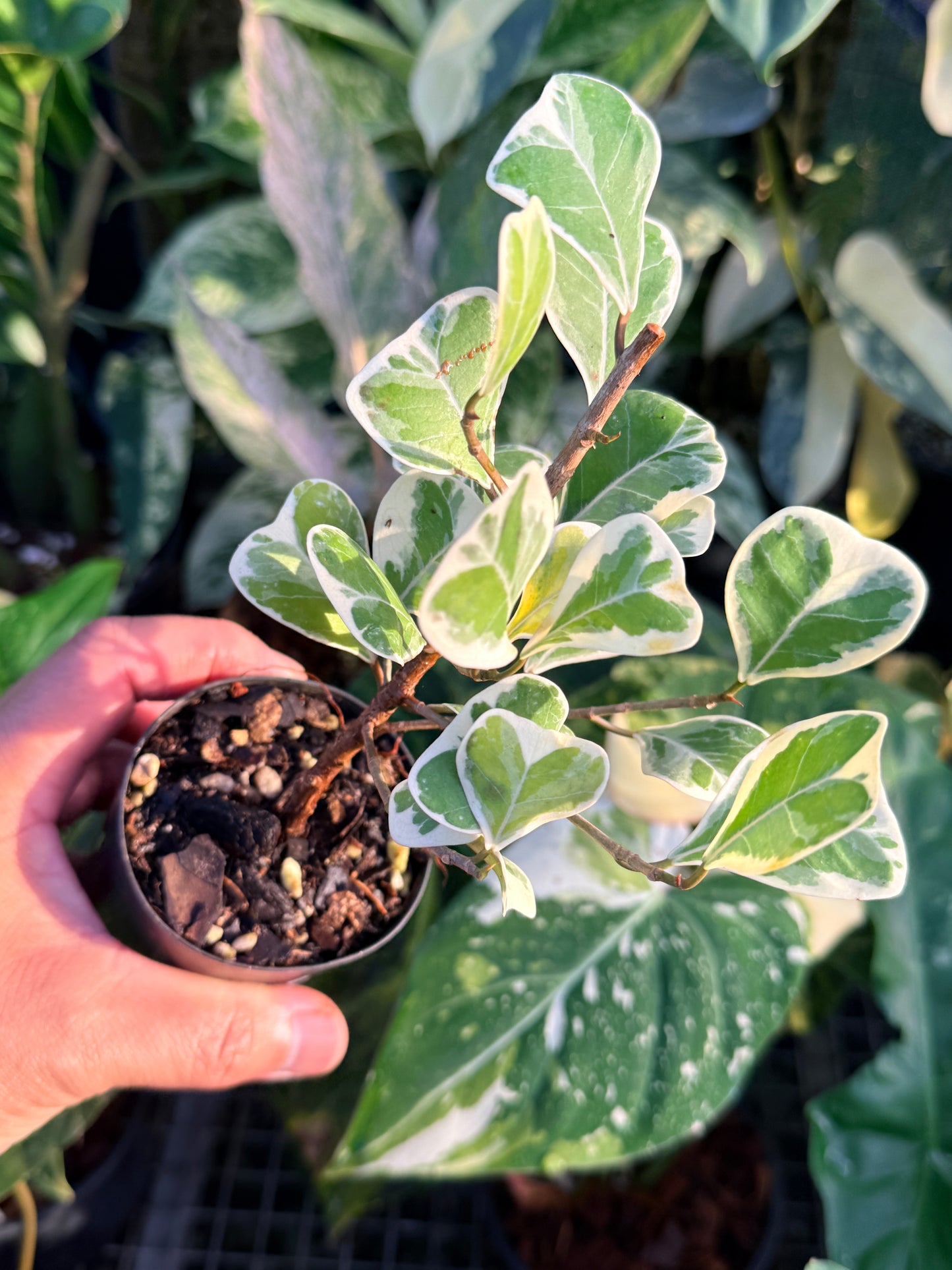 Ficus Triangularis Variegata 'Sweetheart Fig' M59