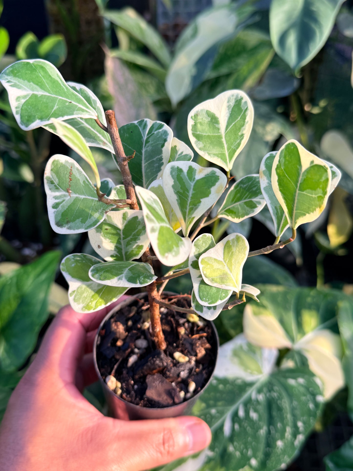 Ficus Triangularis Variegata 'Sweetheart Fig' M59
