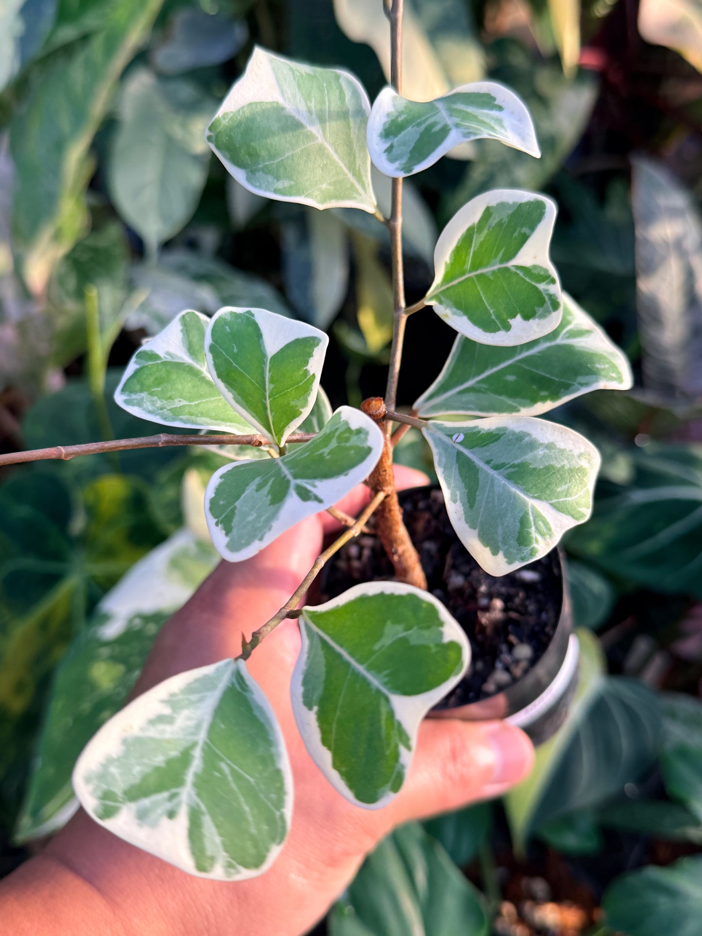 Ficus Triangularis Variegata 'Sweetheart Fig' M60