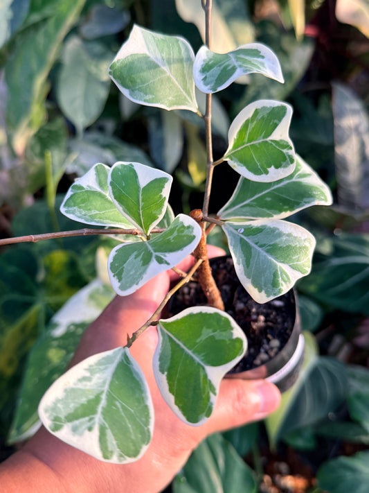 Ficus Triangularis Variegata 'Sweetheart Fig' M60
